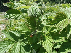 Bombus sichelii