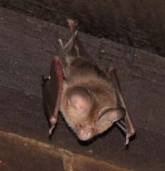 Hipposideros pomona