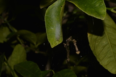 Phonognatha