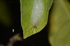 Phonognatha