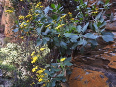 Othonna osteospermoides