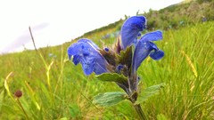 Dracocephalum grandiflorum