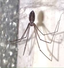 Smeringopus natalensis