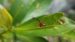 Trachelophorus