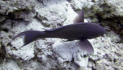 Chlorurus genazonatus