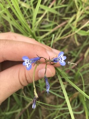 Lobelia flaccida flaccida