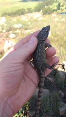 Pseudocordylus melanotus