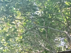 Malaconotus blanchoti