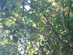 Malaconotus blanchoti