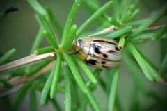 Paropsisterna intertincta