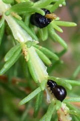 Paropsisterna intertincta