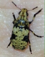 Euparius didymus