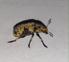 Euparius didymus