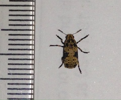 Euparius didymus