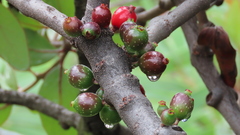 Tapinanthus rubromarginatus