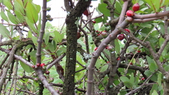 Tapinanthus rubromarginatus