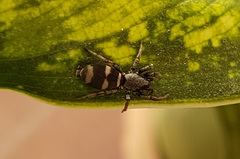Latonigena