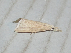 Eoreuma densellus