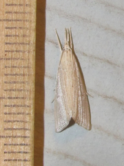 Eoreuma densellus