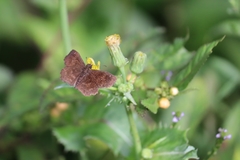 Pellicia