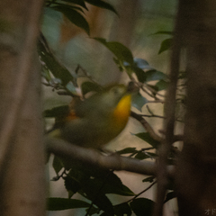 Leiothrix lutea