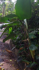 Calathea erythrolepis