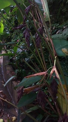 Calathea erythrolepis