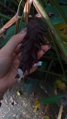 Calathea erythrolepis