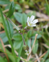 Cerastium morrisonense