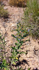 Lobostemon trigonus