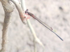 Proplatycnemis sanguinipes