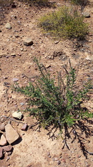 Lobostemon trigonus