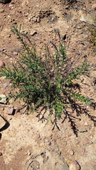 Lobostemon trigonus
