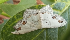 Scopula pulchellata agg