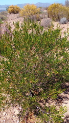 Dodonaea viscosa angustifolia