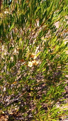 Dodonaea viscosa angustifolia