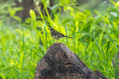 Cercotrichas quadrivirgata