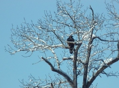 Aquila chrysaetos kamtschatica