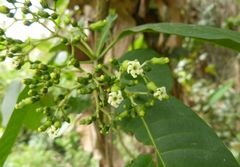 Rauvolfia
