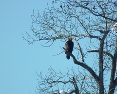 Aquila chrysaetos kamtschatica