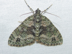 Hammaptera parinotata