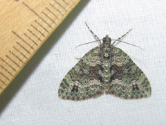Hammaptera parinotata