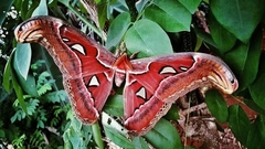Attacus taprobanis