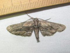 Holochroa dissociarius