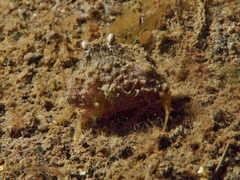 Calappa gallus