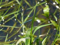 Coenagrion puella