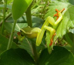 Hyperolius riggenbachi