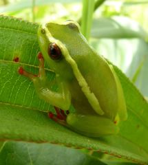 Hyperolius riggenbachi