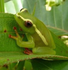 Hyperolius riggenbachi