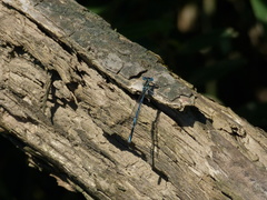 Platycnemis pennipes